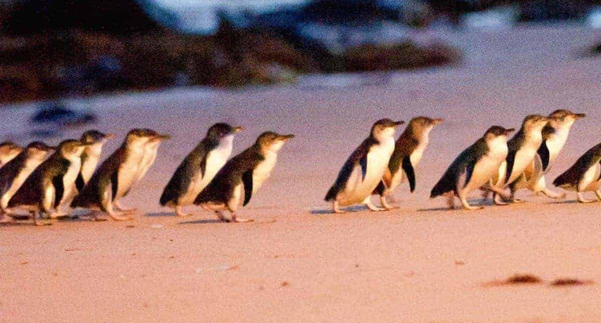 bunyip_tours_penguin_parade